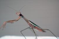Minnie The Mantis