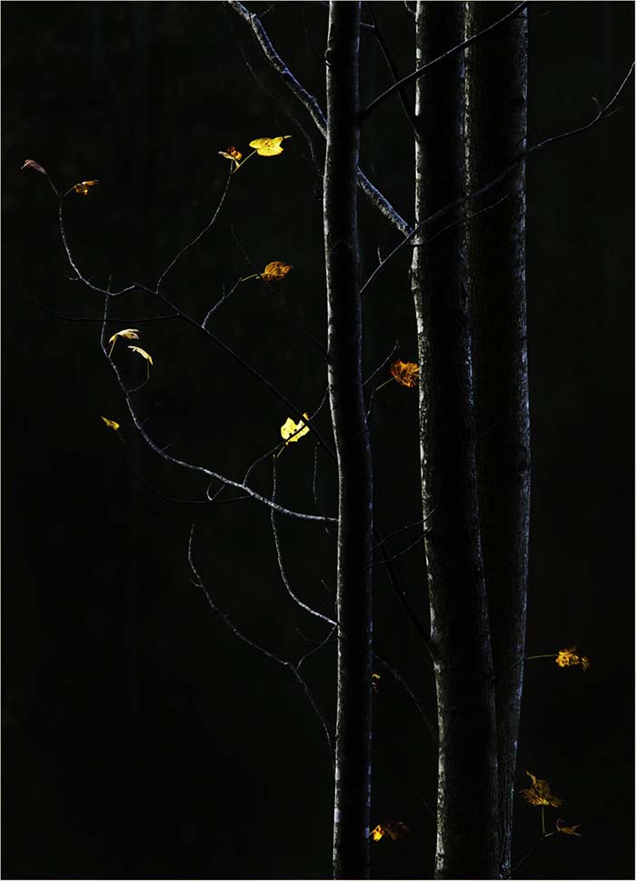 Dark Trees in Autumn